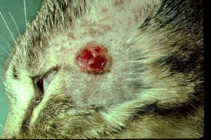 Skin lesions associated with a Cryptococcus infection.
