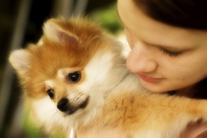 Pomeranian_3758256Large