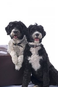 PortugueseWaterDog1of2