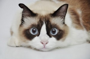 Ragdoll2of2