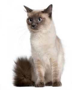 Ragdoll4