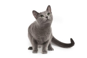 RussianBlue1of2