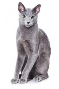 RussianBlue2of2