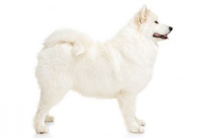 Samoyed2of2