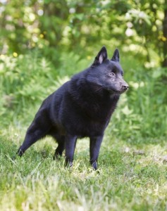 Schipperke2of2
