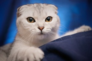 ScottishFoldshorthair1