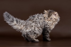 SelkirkLonghair1