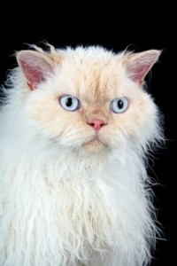 SelkirkLonghair2