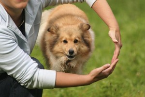 Sheltland Sheep dog 2 of 2