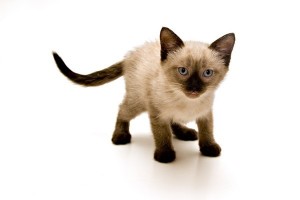 Siamese1