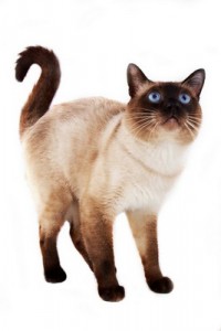 Siamese2