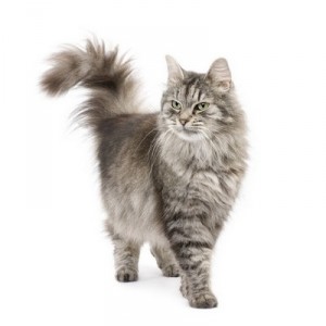 Siberian4