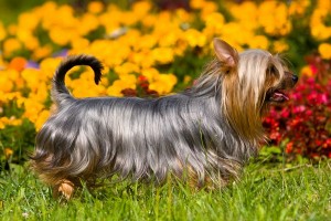 SilkyTerrier2of2