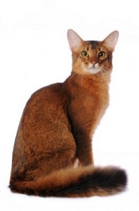 Somali2of2