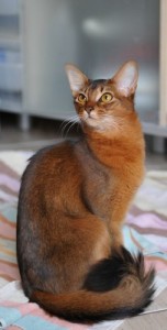 Somali3