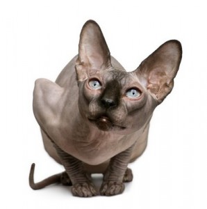 Sphynx2