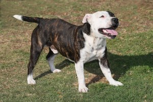 StaffordshireBullTerrier1of2