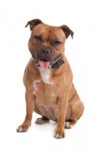StaffordshireBullTerrier2of2
