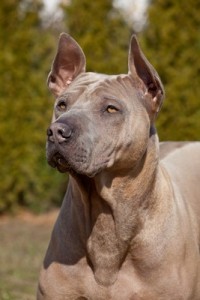 ThaiRidgeback1of2