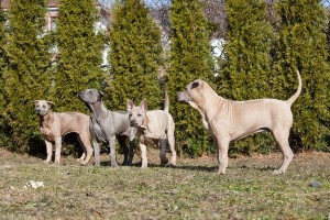 ThaiRidgeback2of2