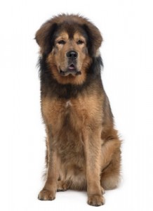 TibetanMastiff1of2