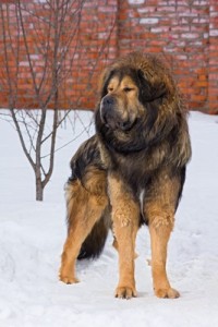 TibetanMastiff2of2