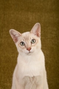 Tonkinese1