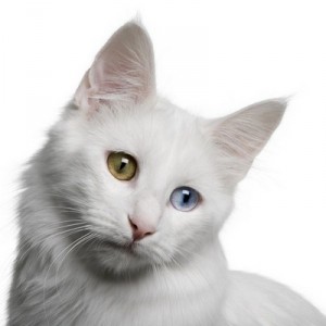 TurkishAngora1