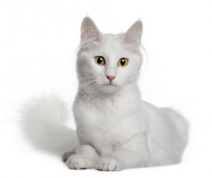 TurkishAngora2