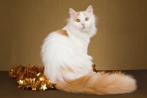 TurkishVan1
