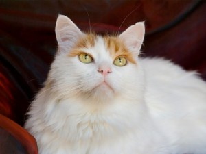 TurkishVan2of2