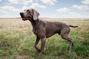 Weimaraner1of2