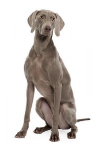 Weimaraner2of2