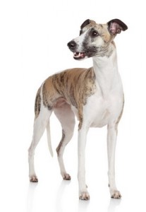 Whippet1of2
