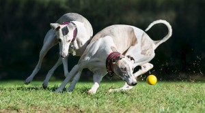 Whippet2of2