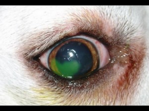 The green dye on the cornea indicates an area of ulceration.