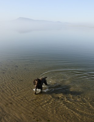 BoykinSpaniel1of2