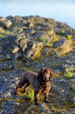 BoykinSpaniel2of2