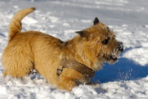CairnTerrier2of2