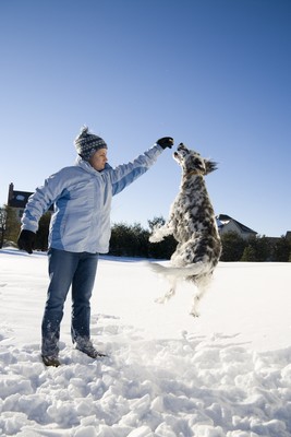 EnglishSetter1of2
