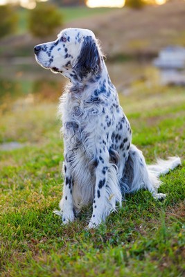 EnglishSetter2of2