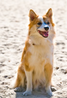 IcelandFarehound1of1