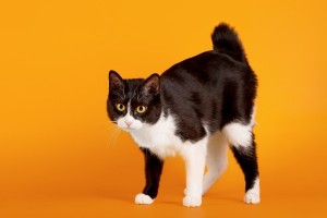 JapaneseBobtail1