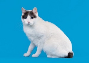 JapaneseBobtail2