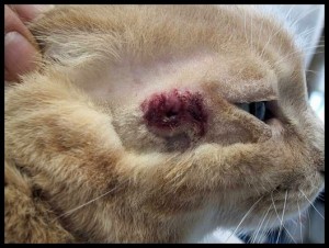 Mast cell tumor on the face of a cat.