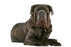 NeapolitanMastiff2of2