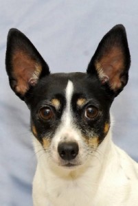 RatTerrier2of2