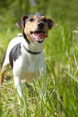 ToyFoxTerrier1of1